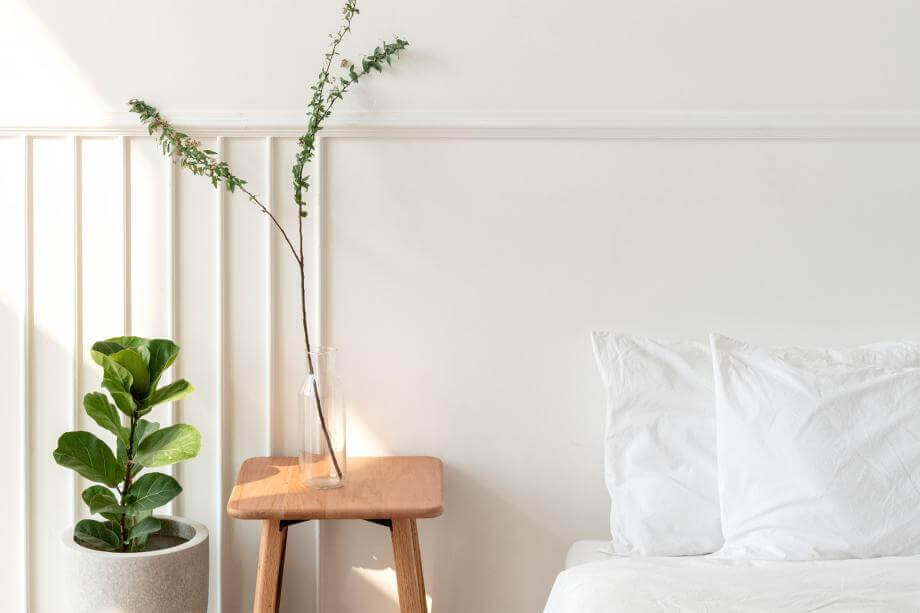 Indoor plants that don't need natural light Indoor plants that don't need natural light